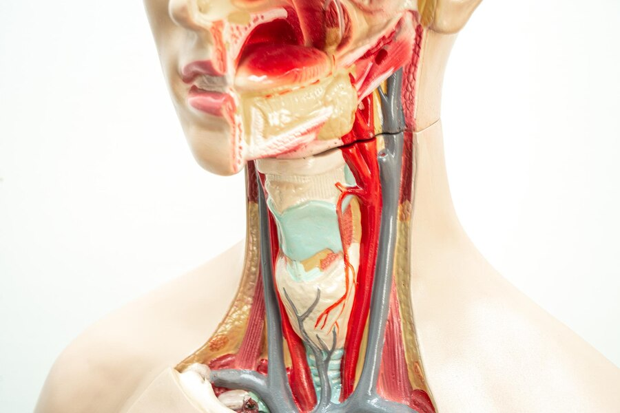 Carotid Angioplasty and Stenting